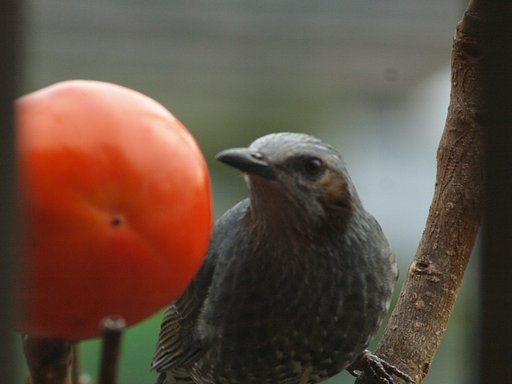 野鳥が飛んできた