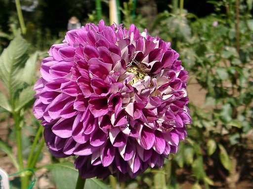 ★初秋の花々-18 ダリア⑱