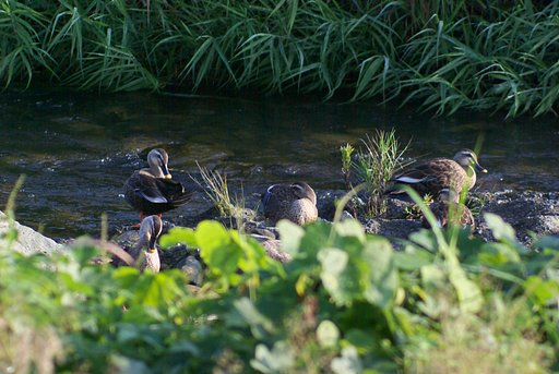 蒲生川の水鳥の追っかけ！