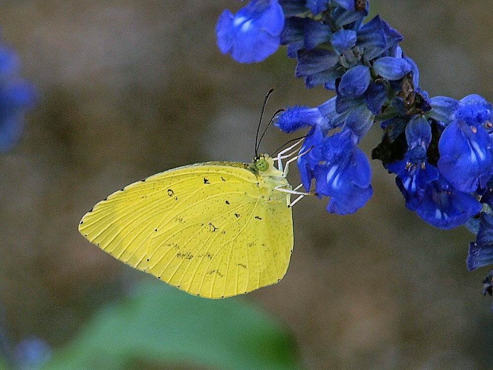 【瞬】キチョウ