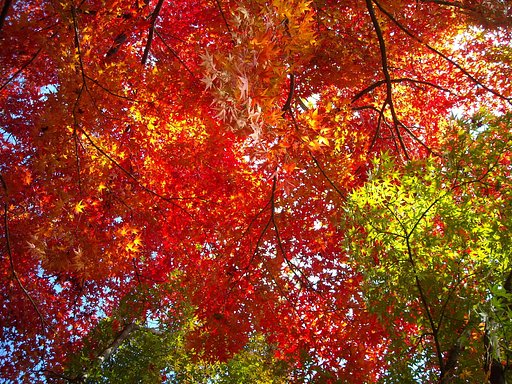 下から見た紅葉