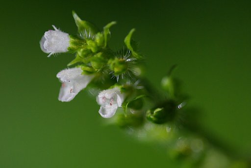 アオジソ（青紫蘇）の花
