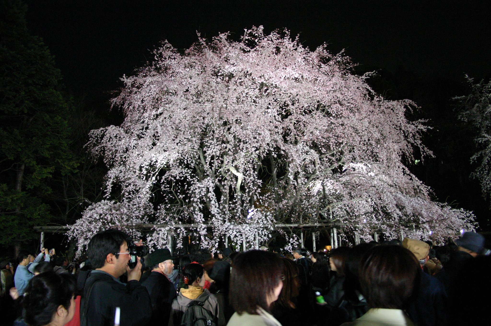 夜桜〜狂想曲(ラプソティ)
