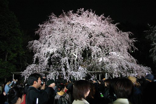 夜桜〜狂想曲(ラプソティ)