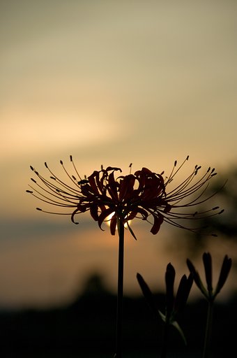 曼珠沙華
