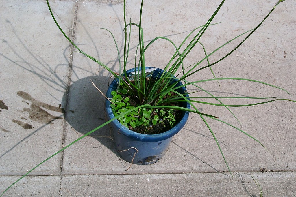 ラッキョウの鉢植え