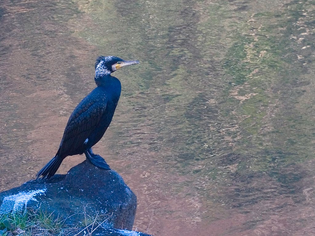 「トキメキの色」カワウ