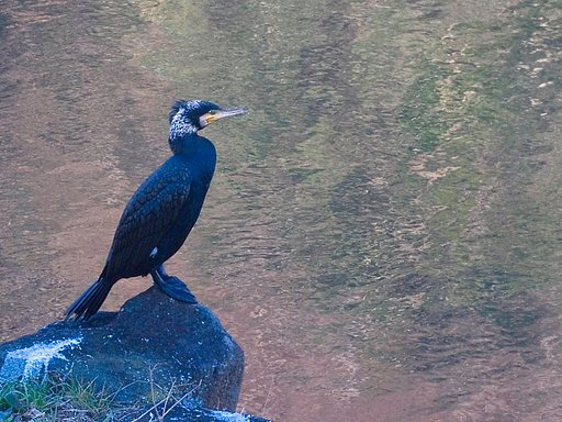 「トキメキの色」カワウ