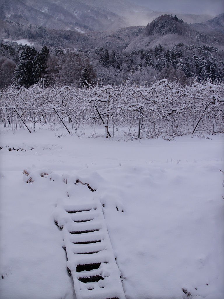どんよりと雪