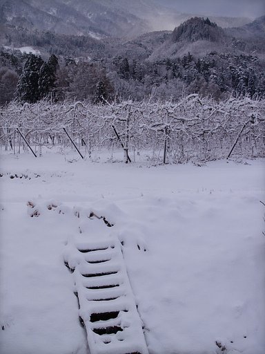 どんよりと雪