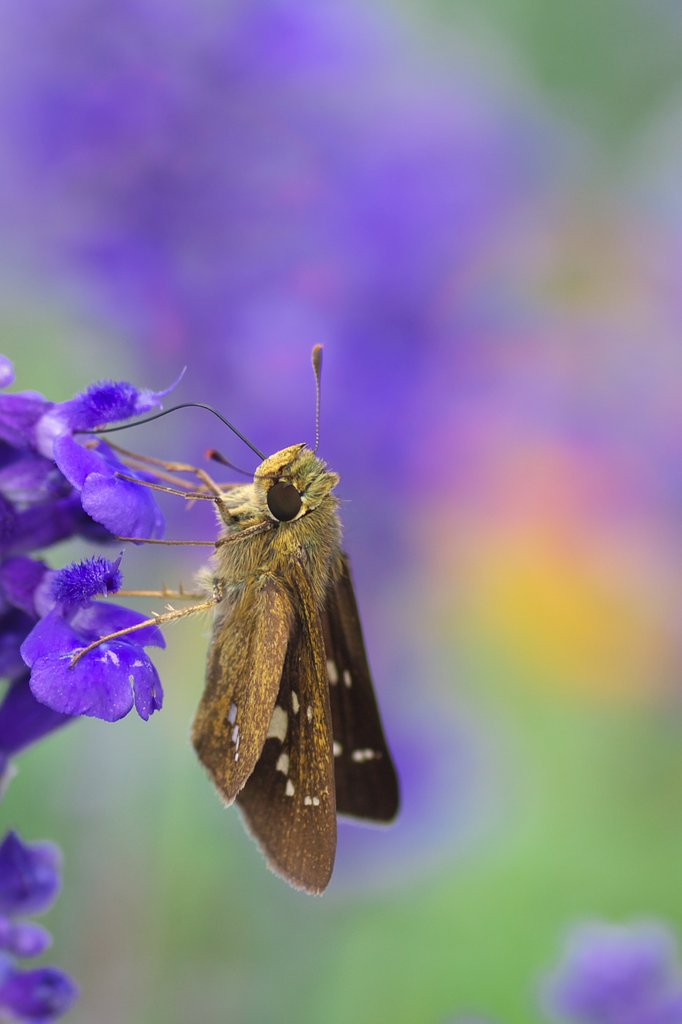 幸せの花園