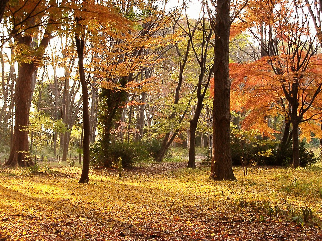 ◆紅葉スケッチ-68 神代植物公園(28)=最終回