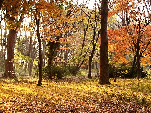 ◆紅葉スケッチ-68 神代植物公園(28)=最終回