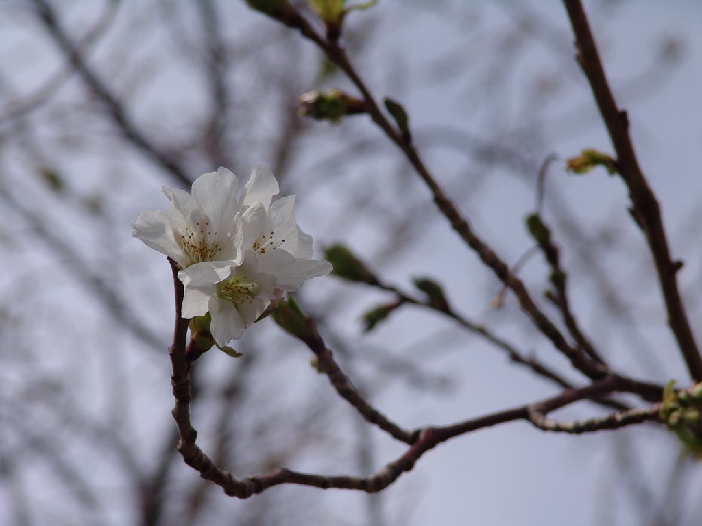 サクラ