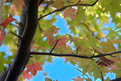 「トキメキの色」紅葉始めました