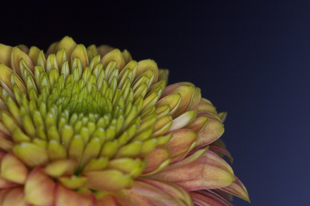 夜の菊