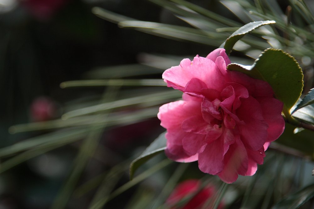 [トキメキの色]こぶしの花
