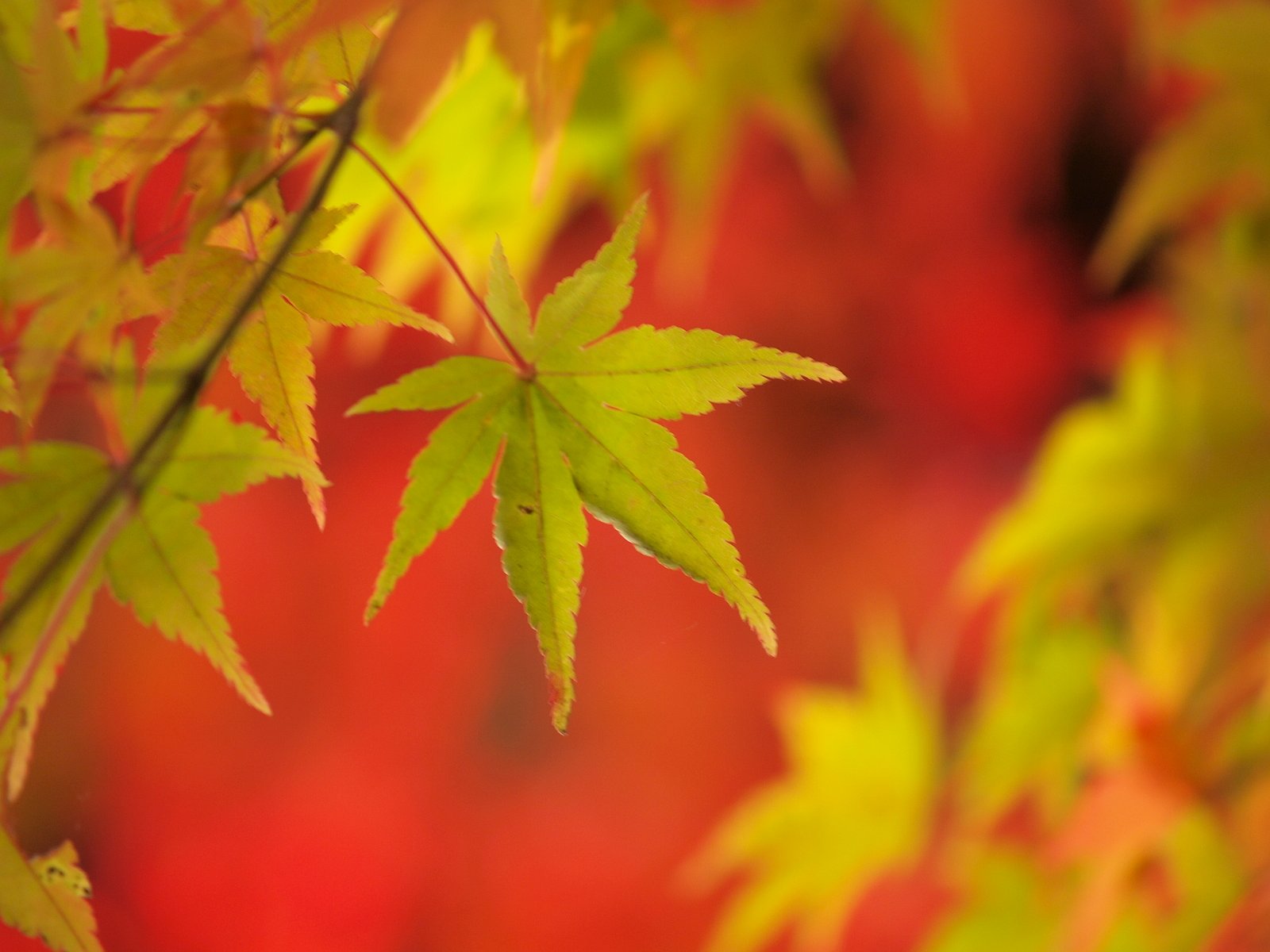 【トキメキの色】紅の秋