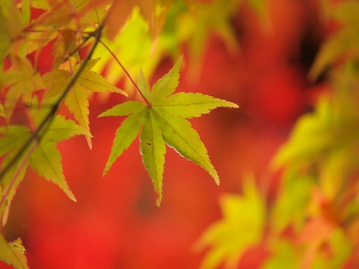 【トキメキの色】紅の秋