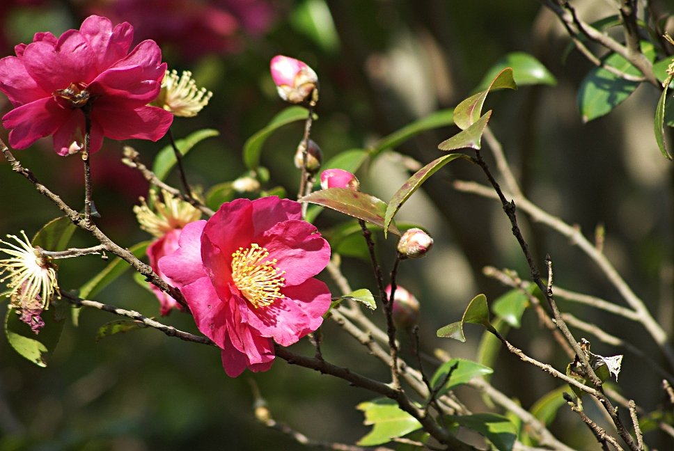 山茶花