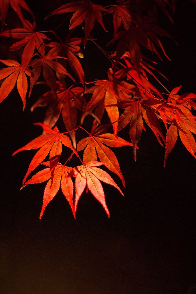紅葉、ライトアップ
