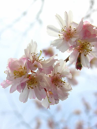 寒桜