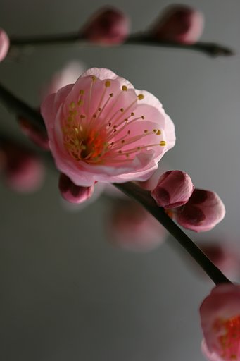 つくば植物園の梅