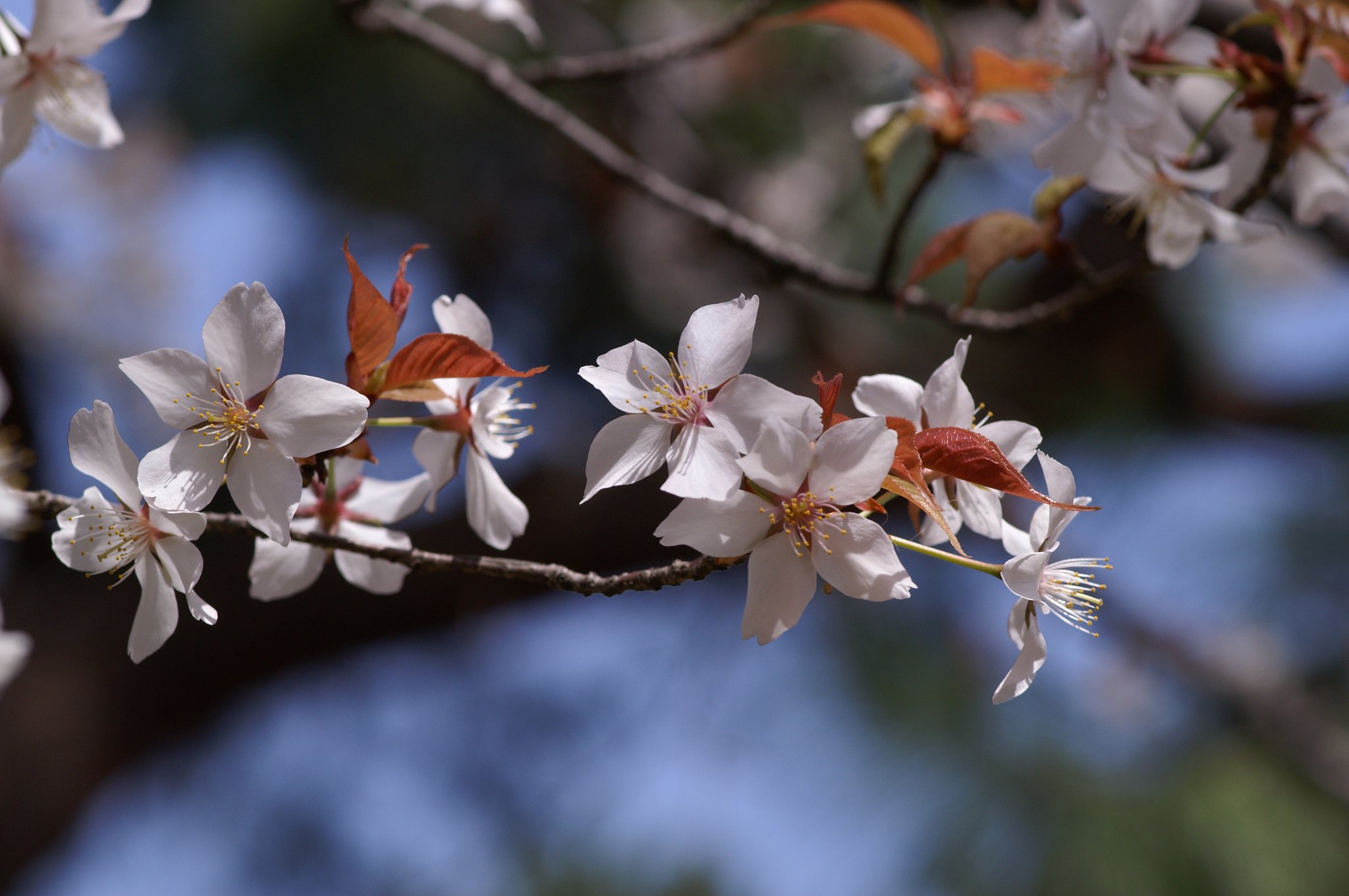 御所の桜