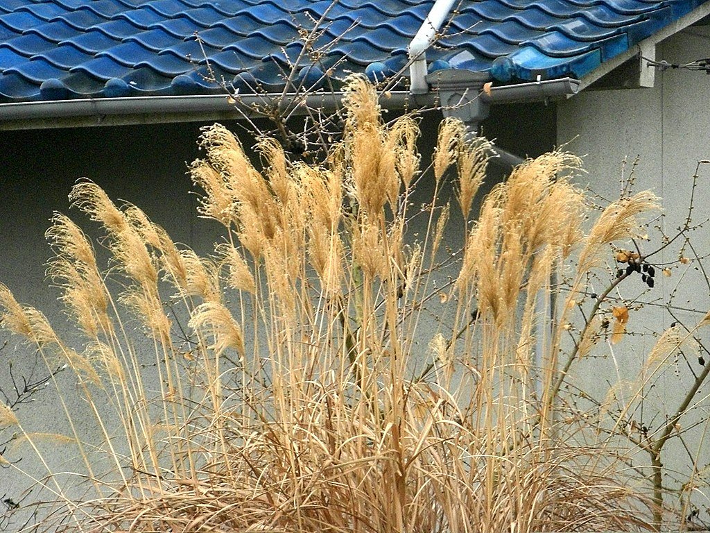 枯れススキ