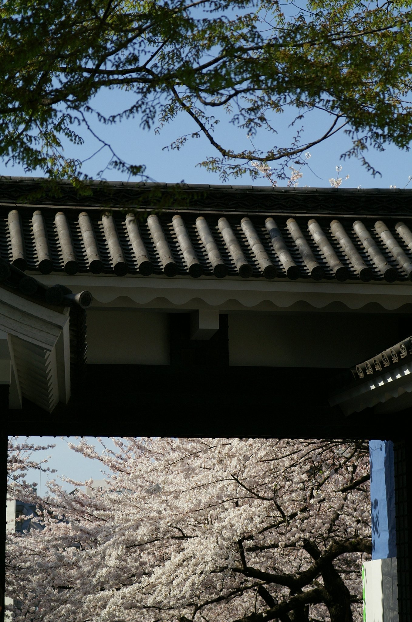 桜に酔う（２）