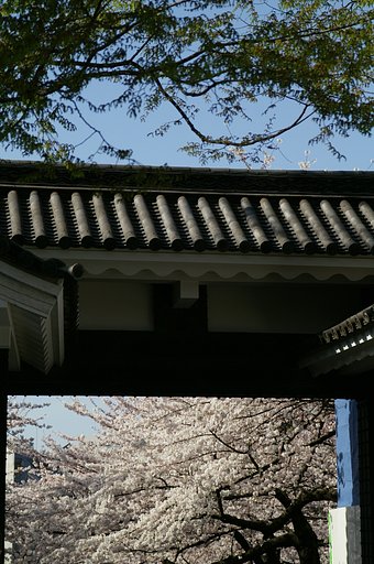 桜に酔う（２）