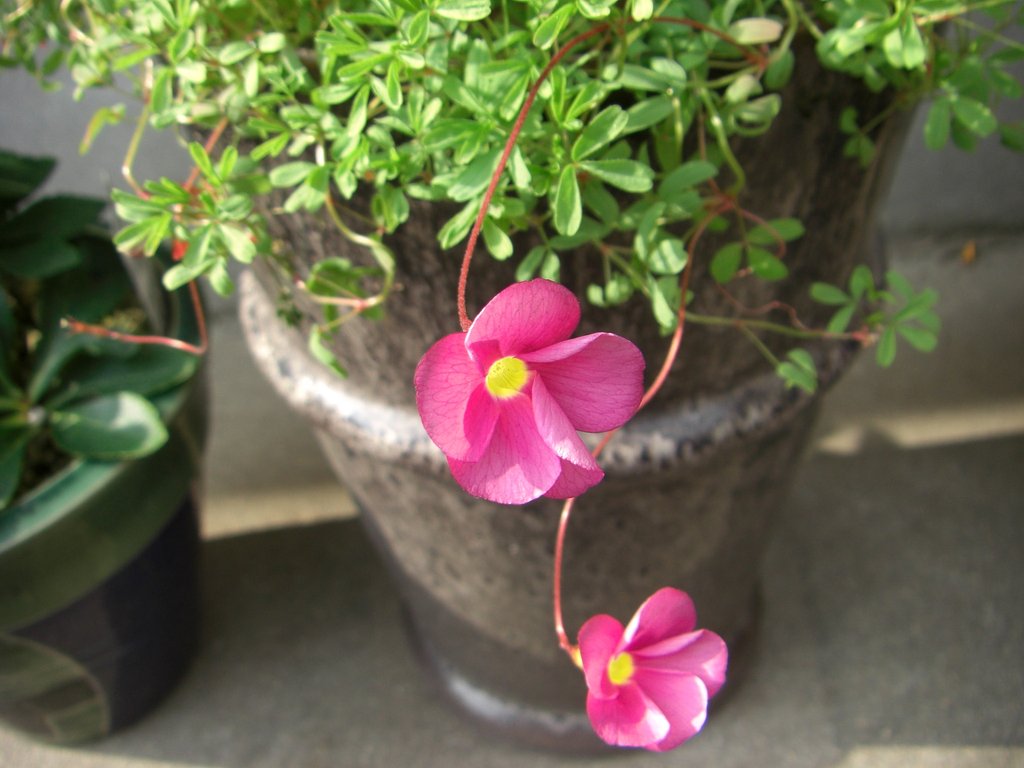 鉢植えの”オキザリス”