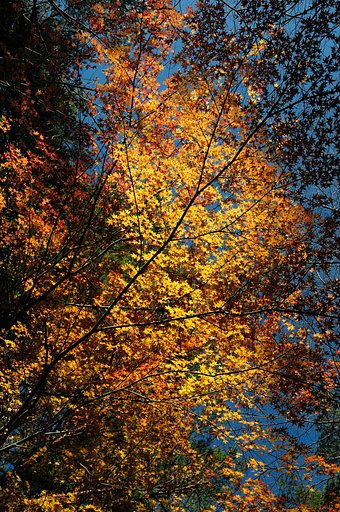 待ちわびた紅葉