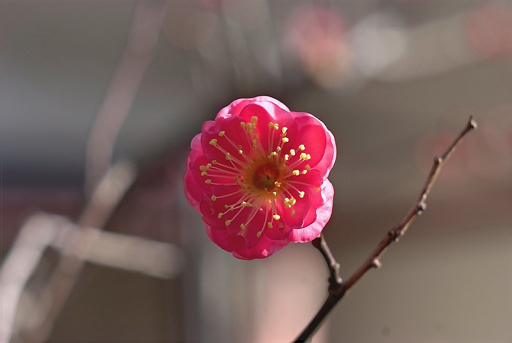 「ときめきの色」紅梅