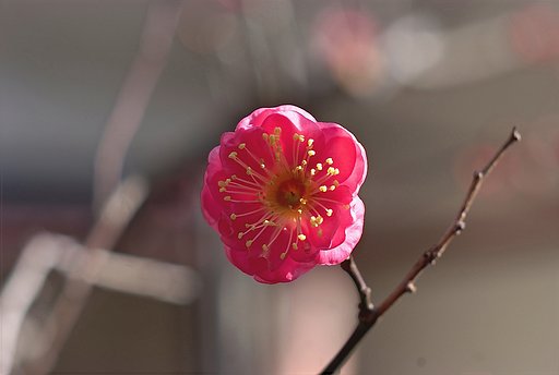 「ときめきの色」紅梅