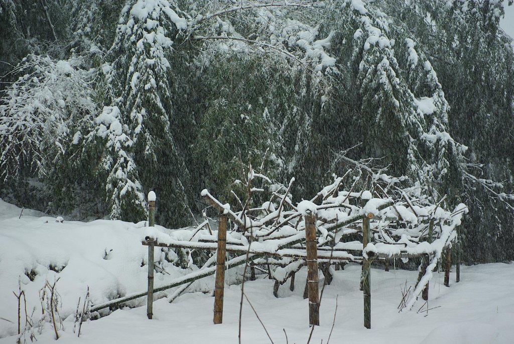 キウイの畑が豪雪に？