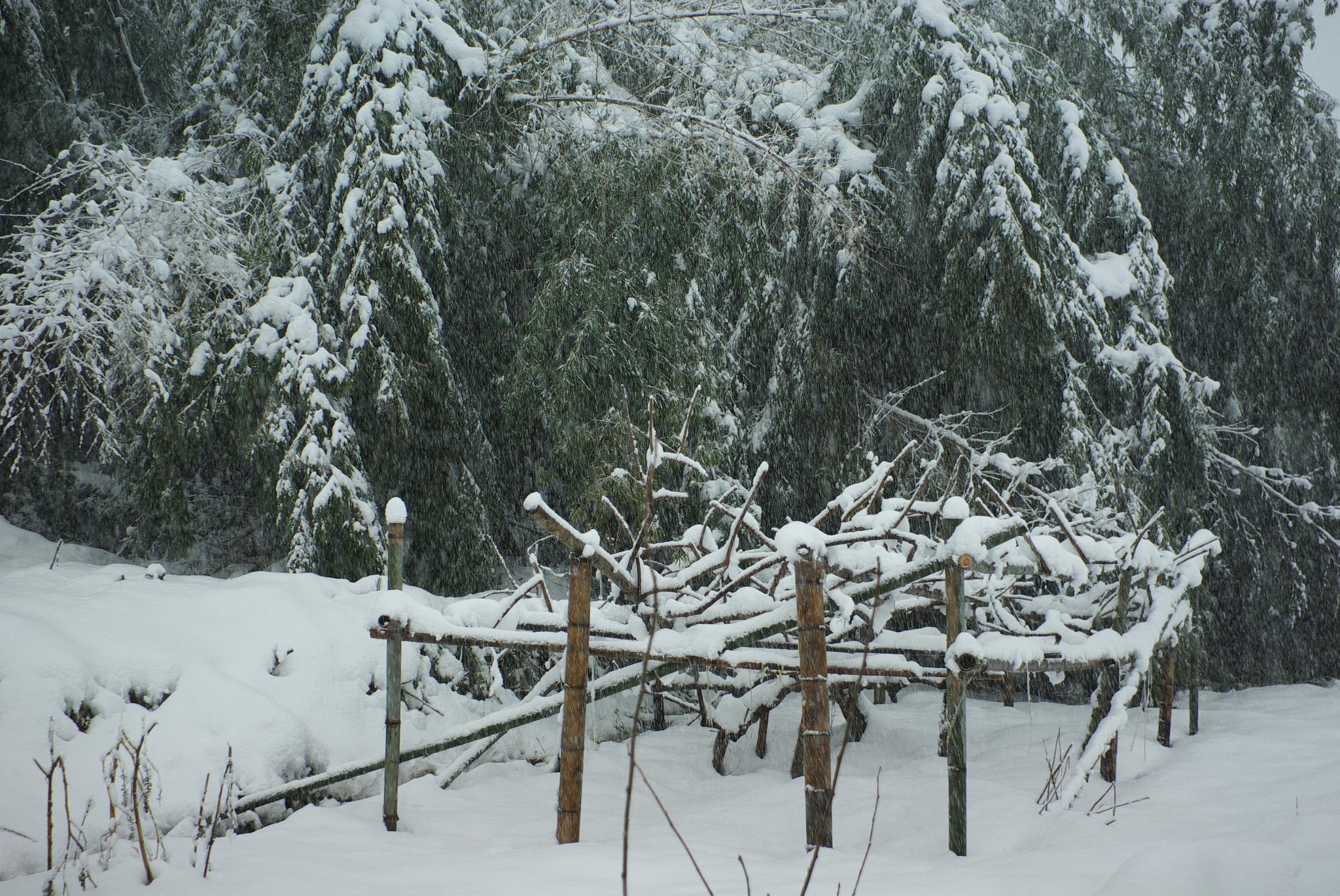 キウイの畑が豪雪に？