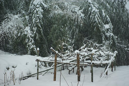キウイの畑が豪雪に？