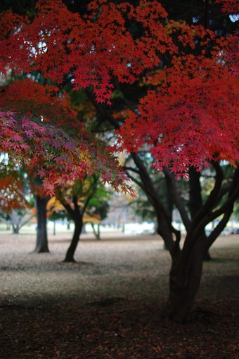公園のもみじ