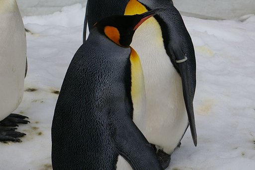 ペンギンさん