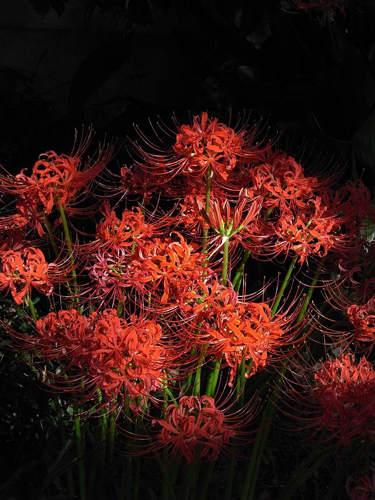 曼珠沙華