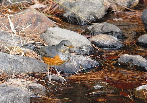 【トキメキの色】カラアカハラ