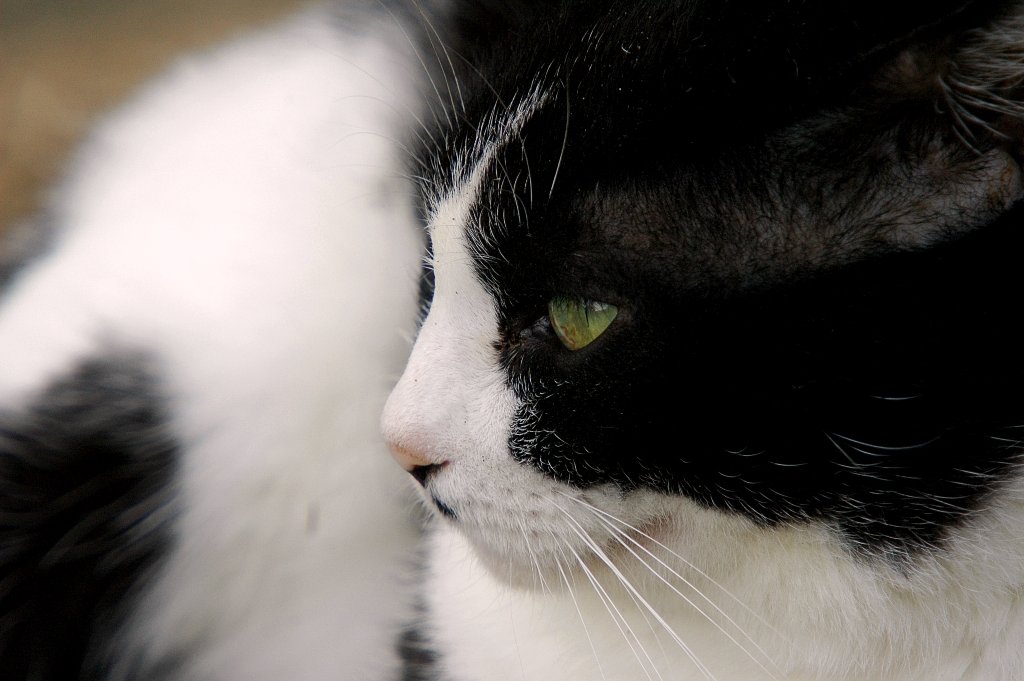 白黒猫　(=^・^=)