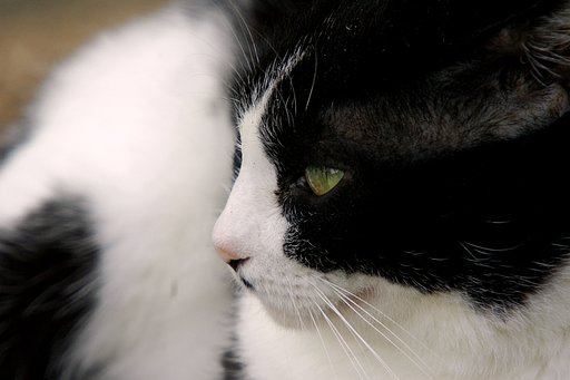 白黒猫　(=^・^=)