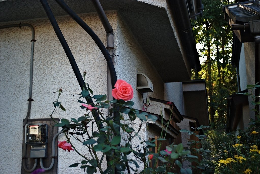 ピンクの薔薇