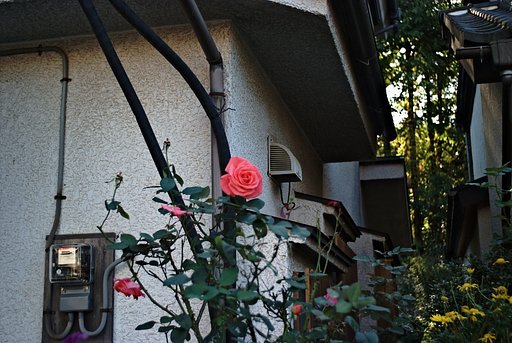 ピンクの薔薇