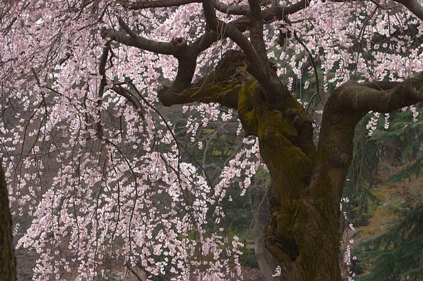 新宿御苑の枝垂桜