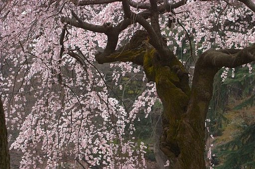 新宿御苑の枝垂桜