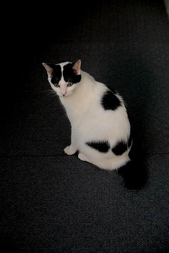 我が家のネコ