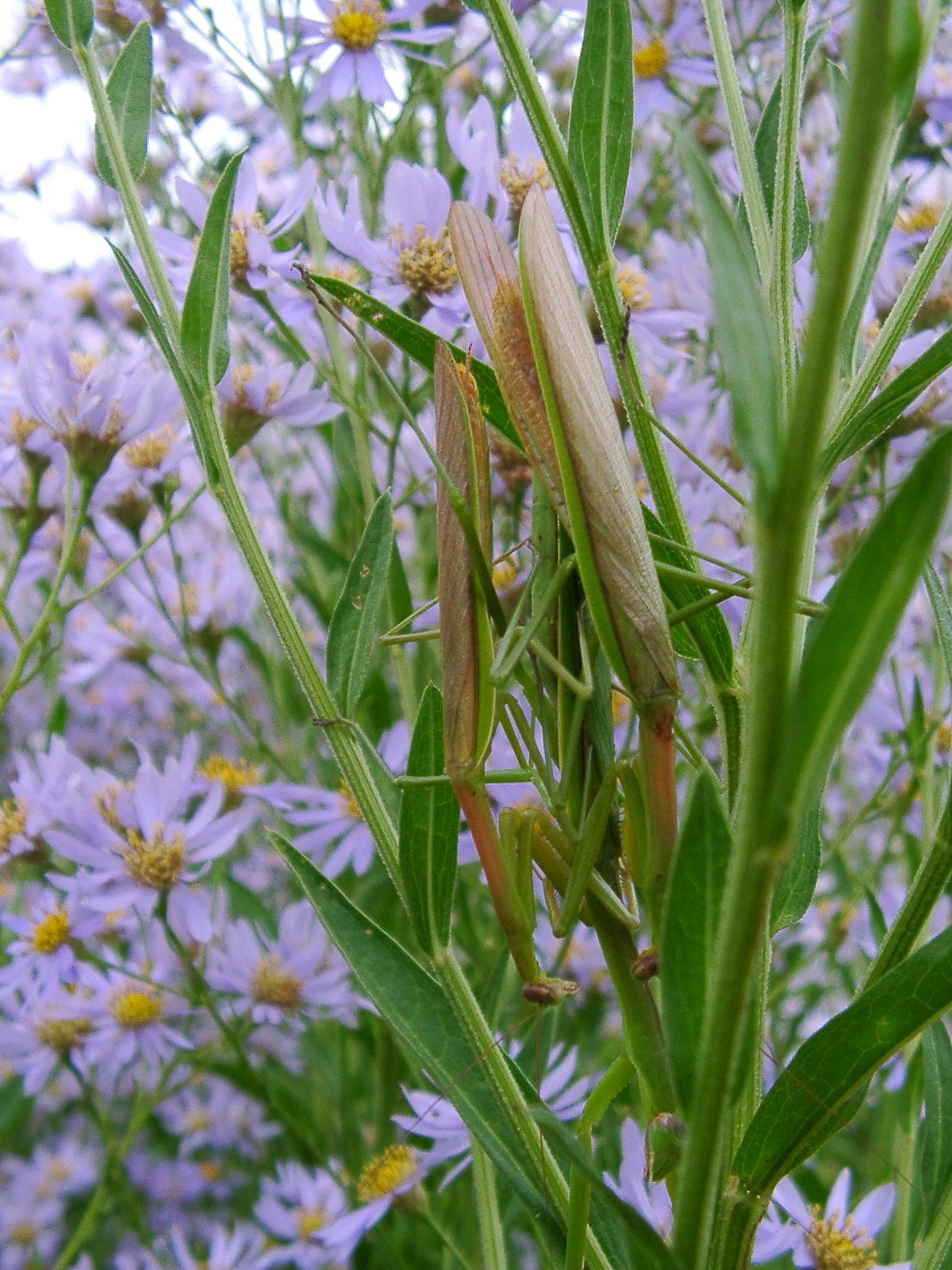 ラブラブのカマキリ